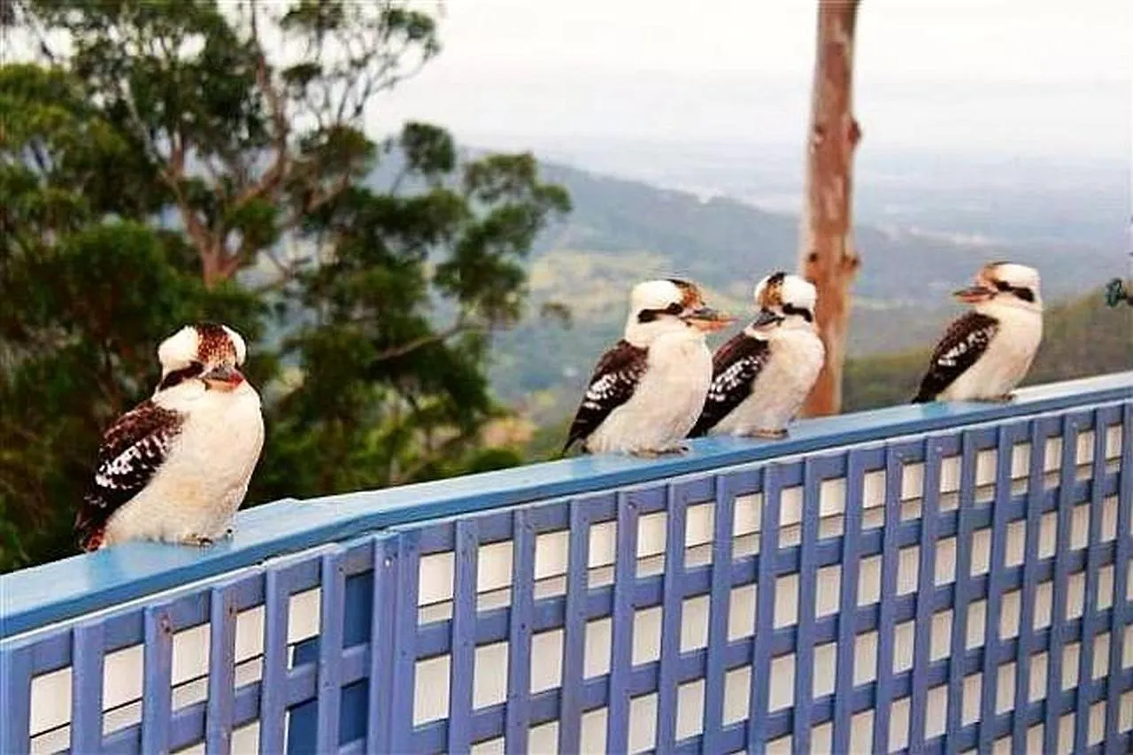 Semesterbostad Cloud 9 - Cliff Top Eagle Heights Mount Tamborine