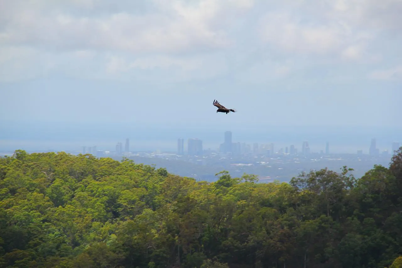 Cloud 9 - Cliff Top Eagle Heights Mount Tamborine 0*,